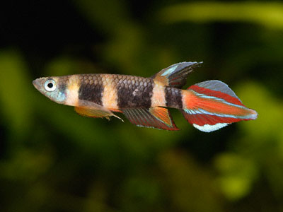 Pseudepiplatys annulatus Pseudepiplatys annulatus